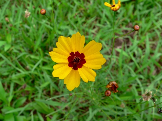 {Coreopsis tinctoria}